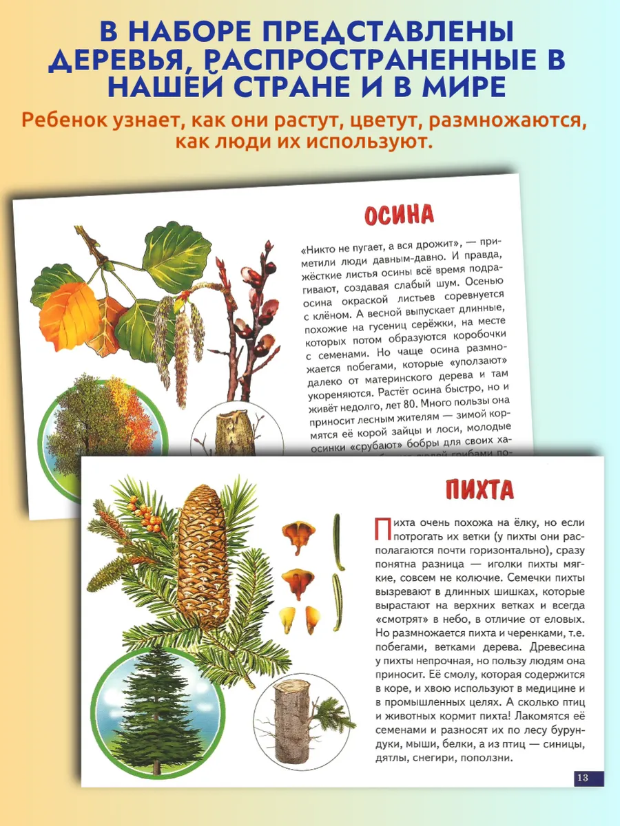 Деревья карточки для детей