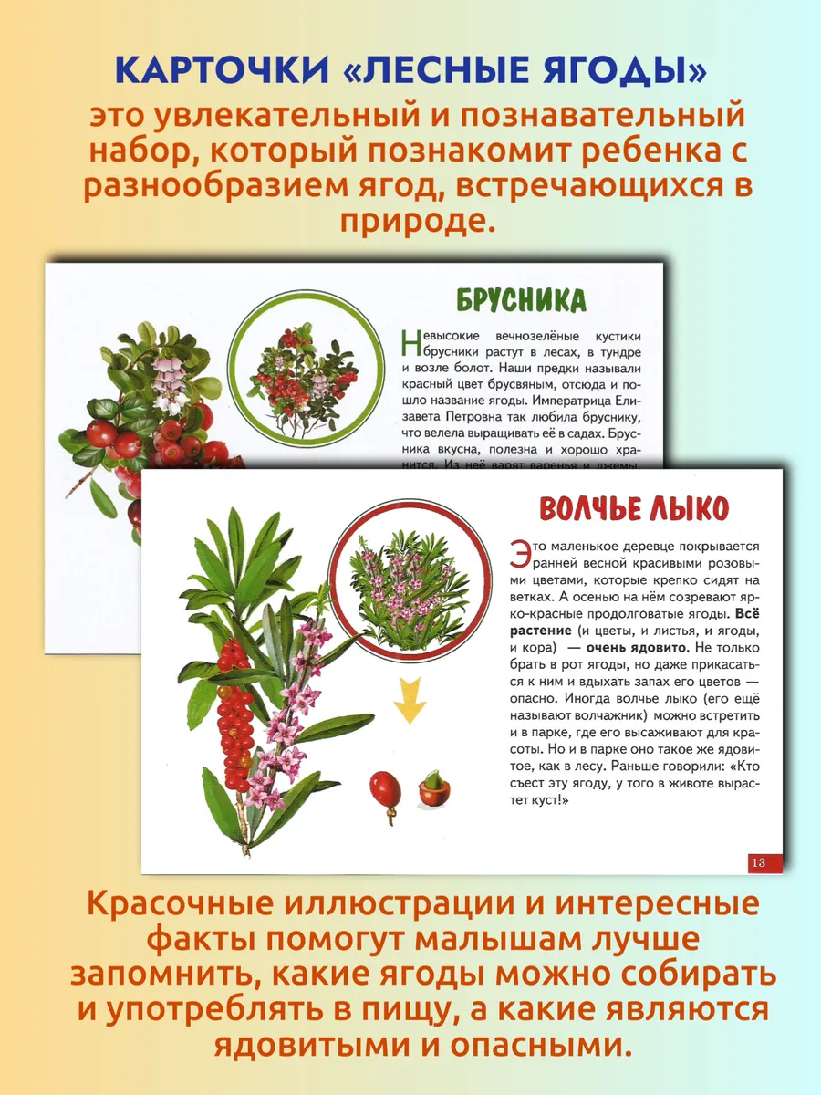 Карточки Лесные ягоды