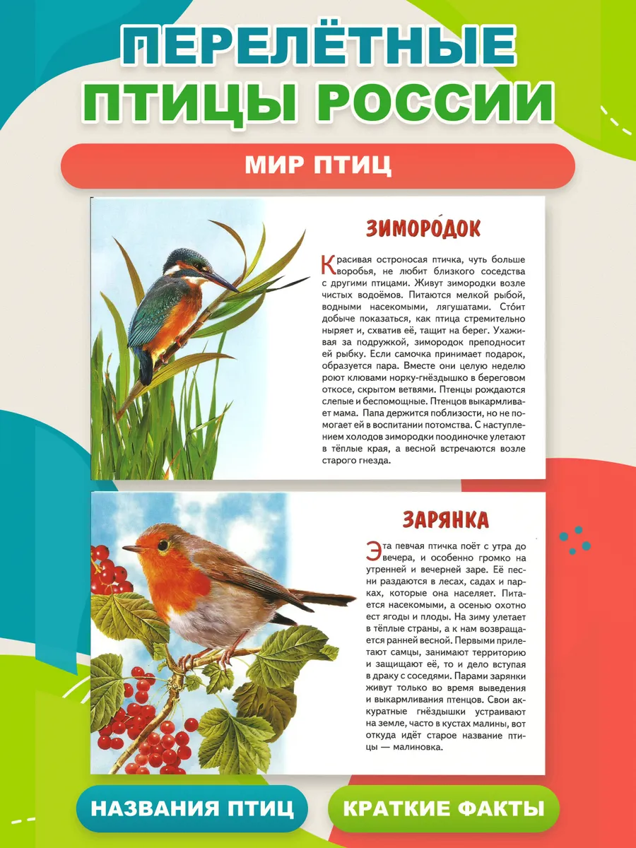 Перелетные птицы России. Наглядные карточки