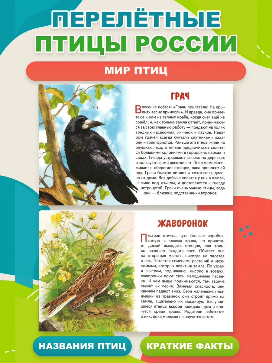 Перелетные птицы России. Наглядные карточки